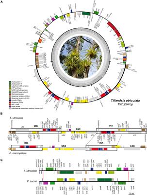 New plastome structural rearrangements discovered in core Tillandsioideae (Bromeliaceae) support recently adopted taxonomy